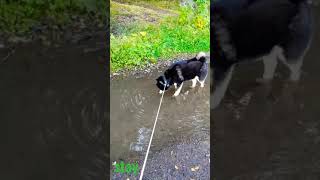 Shibe approves rain water