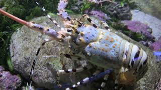 Seaquarium Les Grau du Roi