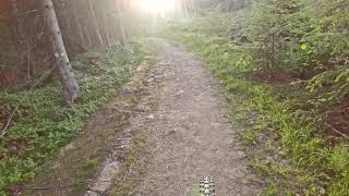 2 July, 2021 Easy trail at Hylliskogen