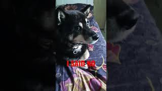Shibe doesn't want to go