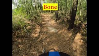 Bone