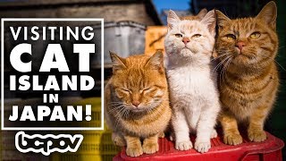 We Visited an Island FULL of CATS!
