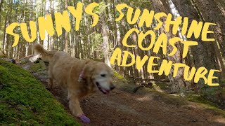 Rio Grande | Sunshine Coast | Golden Retriever...