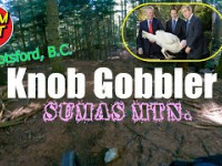Knob Gobbler - AVERAGE LENGTH VERSION - Sumas...