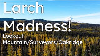 Larch Madness! || Lookout to Surveyors
