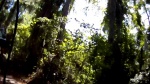 SpiderBerm Trails @ Balm Boyette Scrub Preserve