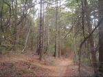A Sampling of fun in Soquel Demonstration Forest