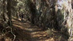North Abyss Trail @ Balm Boyette Scrub Preserve