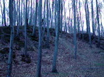 Dziewica