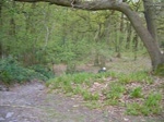 Western Park Freeride Club at Swithland woods