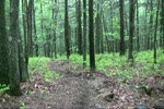pine hill clips