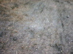 Badgers Run in Delamere