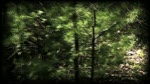 Bleach Bypass