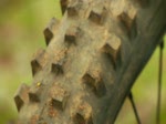 New Specialized Hillbilly Tire