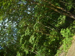 Bikepark and trail 7 at bromont