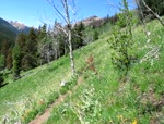 Chilcotin Single Track 1