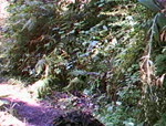 Hall Lake Trail (3)