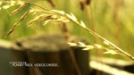 Must Watch Video