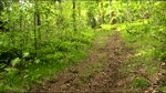 Local woods