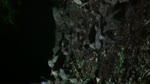 Chips eats shit, Blames berm.