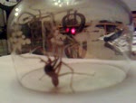spider caught in the act