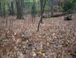 Bike Trail#2