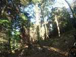 Tollymore