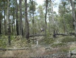 rays trail switchbacks
