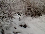 daves one footed snow run