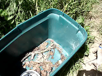 Alligator Lizard Eating Crickets Video Quality...