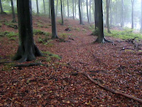 Trail