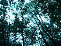 PG singletrack
