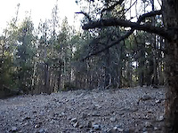 OG French Creek