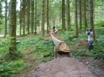 Log ride