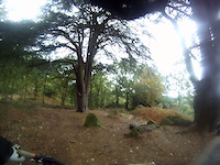 Thringstone Woods