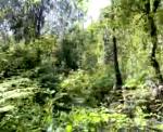 Dirt carvalhos