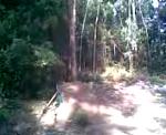 Shore carvalhos