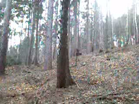 korzenie