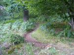 Ripping through the woods