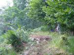 Gee Atherton ripping through the woods