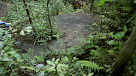 Redwoods Dunedin