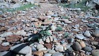 Snake CHarmer - Durango COlorado