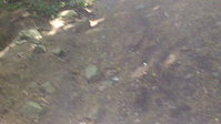 Nemba (wharncliffe)