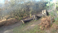 Tavi Woodlands