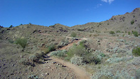Javelina 2