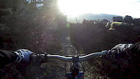Hamsterley Forest