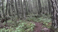 New Trail