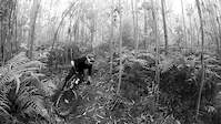 Snake Trail