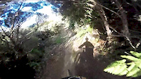 Downhill portion of Nikau