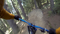 Virgin Forest